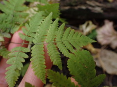 Gymnocarpium dryopteris