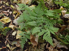 Gymnocarpium dryopteris