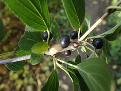 Rhamnus cathartica