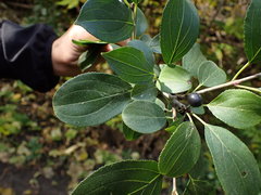 Rhamnus cathartica