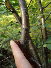 Rhamnus cathartica