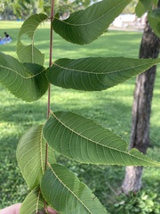 Gymnocladus