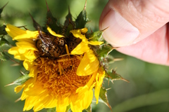 Berkheya decurrens