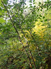 Rhamnus cathartica