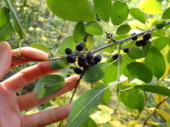 Rhamnus cathartica