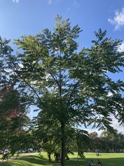 Gymnocladus