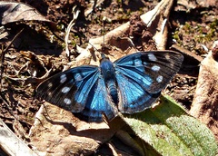 Dynamine tithia tithia