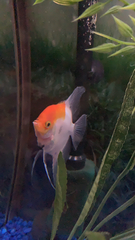 Pterophyllum scalare