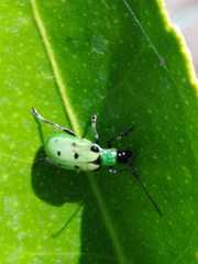 Diabrotica decempunctata