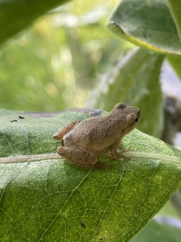 Spring Peeper photographed in Michigan