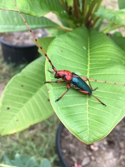 Stenaspis verticalis insignis