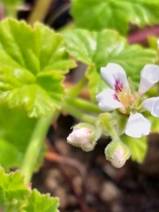 Pelargonium odoratissimum