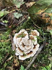 Cerrena zonata