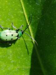 Diabrotica decempunctata