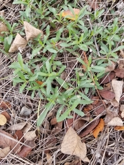 Dyschoriste linearis