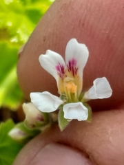Pelargonium odoratissimum