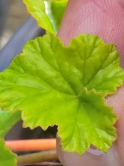 Pelargonium odoratissimum