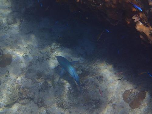 Azurina multilineata