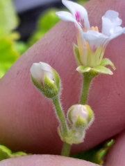 Pelargonium odoratissimum