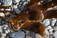 Laminaria hyperborea