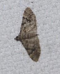 Chloroclystis embolocosma