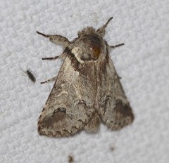 Antithemerastis acrobela