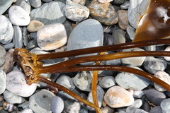 Laminaria hyperborea