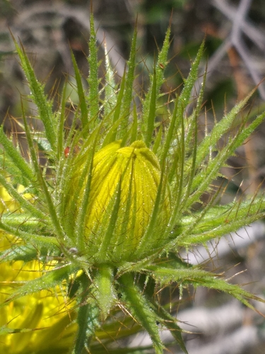 Image of Berkheya carlinoides by (c) kevin koen, some rights reserved (CC BY-SA)