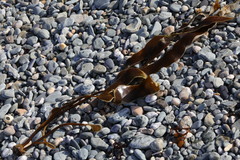 Laminaria hyperborea