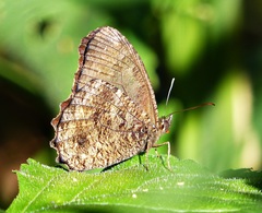 Praepedaliodes phanias