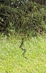 Coluber constrictor