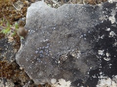 Pyrenodesmia variabilis