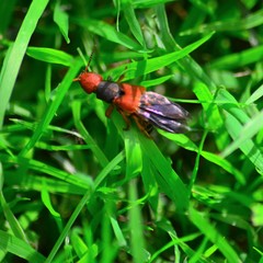 Platydracus immaculatus