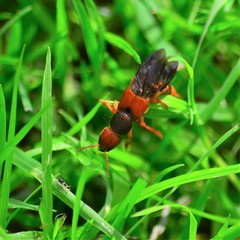 Platydracus immaculatus