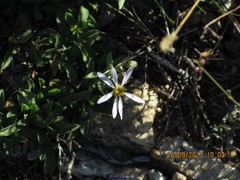 Aster alpinus