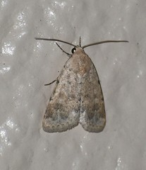 Leucocnemis perfundis