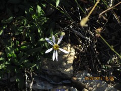 Aster alpinus