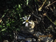 Aster alpinus