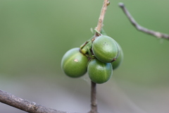 Diospyros lycioides