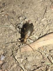 Vesperus brevicollis