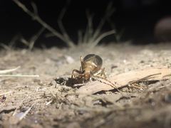 Vesperus brevicollis