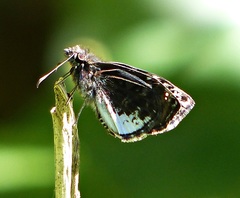 Gorgythion begga begga