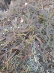 Thamnosma texana