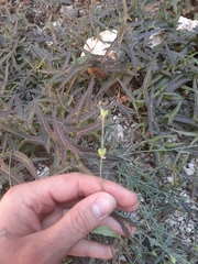 Thamnosma texana