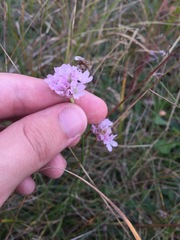 Armeria maritima elongata