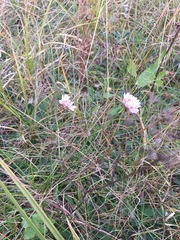 Armeria maritima elongata