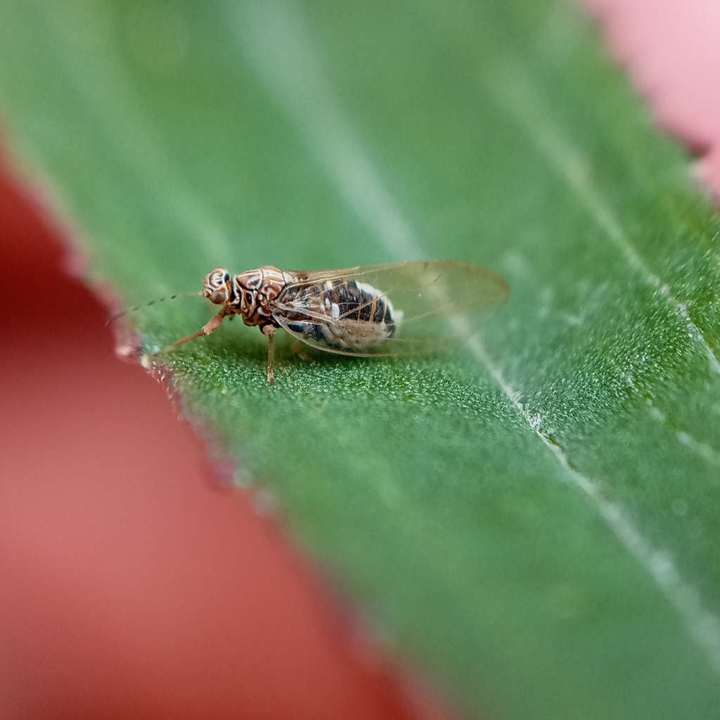 Bactericera dubia