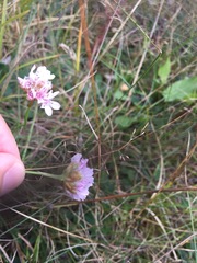 Armeria maritima elongata