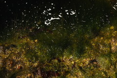 Cladophora rupestris