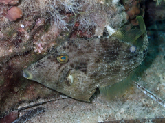 Stephanolepis diaspros